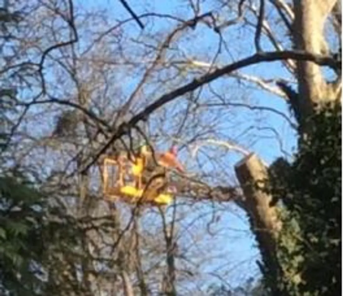 L'opération d’abattage d’arbres aurait commencé vendredi 